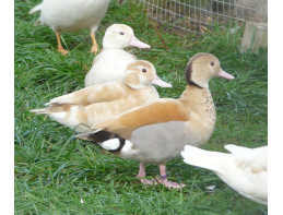 Orange Ringed Teal